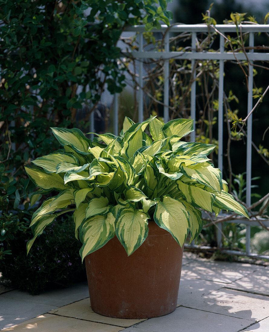 Hosta fortunei