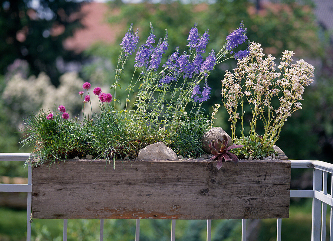 Hardy perennials in the balcony box