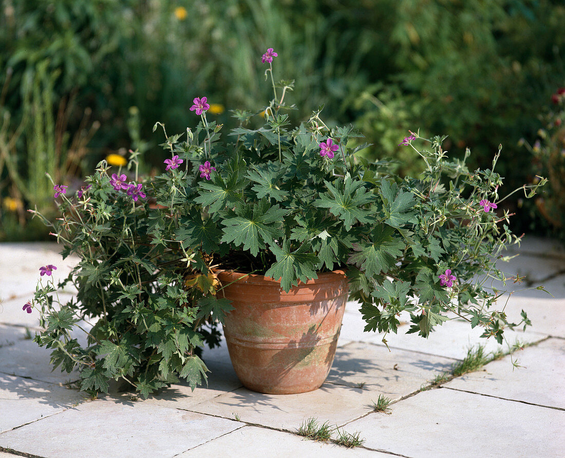 Geranium maculatum in terra