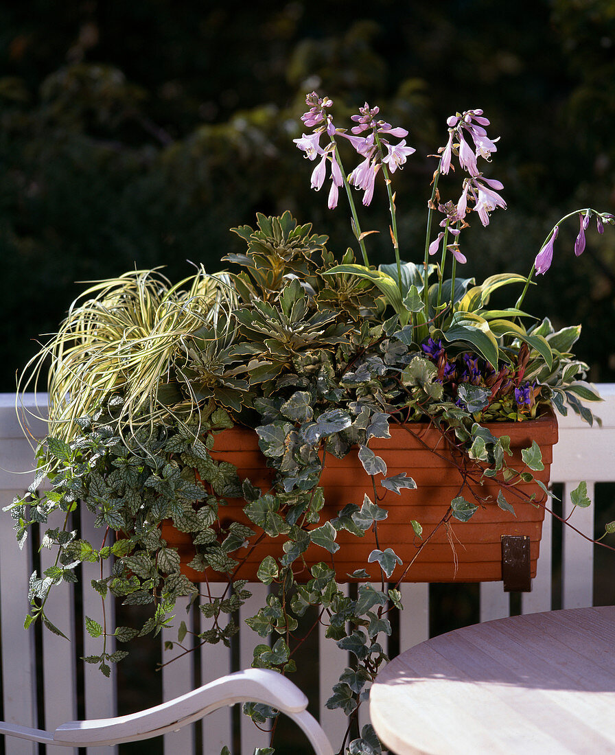 Carex 'Ever Bright', Lamium, Chrysanthemum 'Silver's Gold', Hedera Helix, Hosta