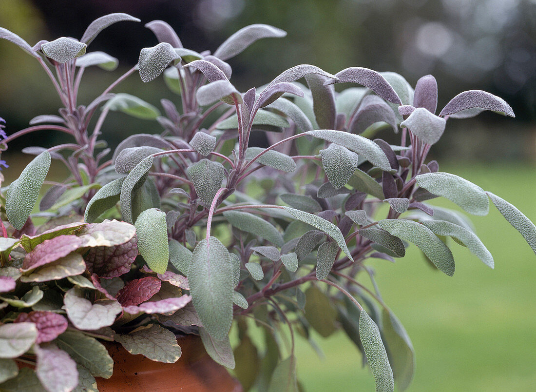 Salvia OFFICINALIS