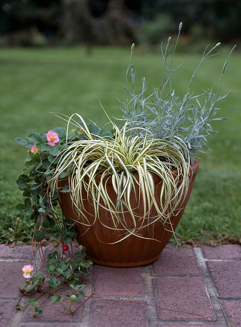 Lavandula Angustifolia, Carex hachijoensis 'Evergold', Fragaria 'Pink Panda'