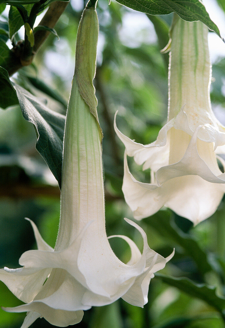 Stechapfel (Datura arborea) 'Bad Salzschlierf'