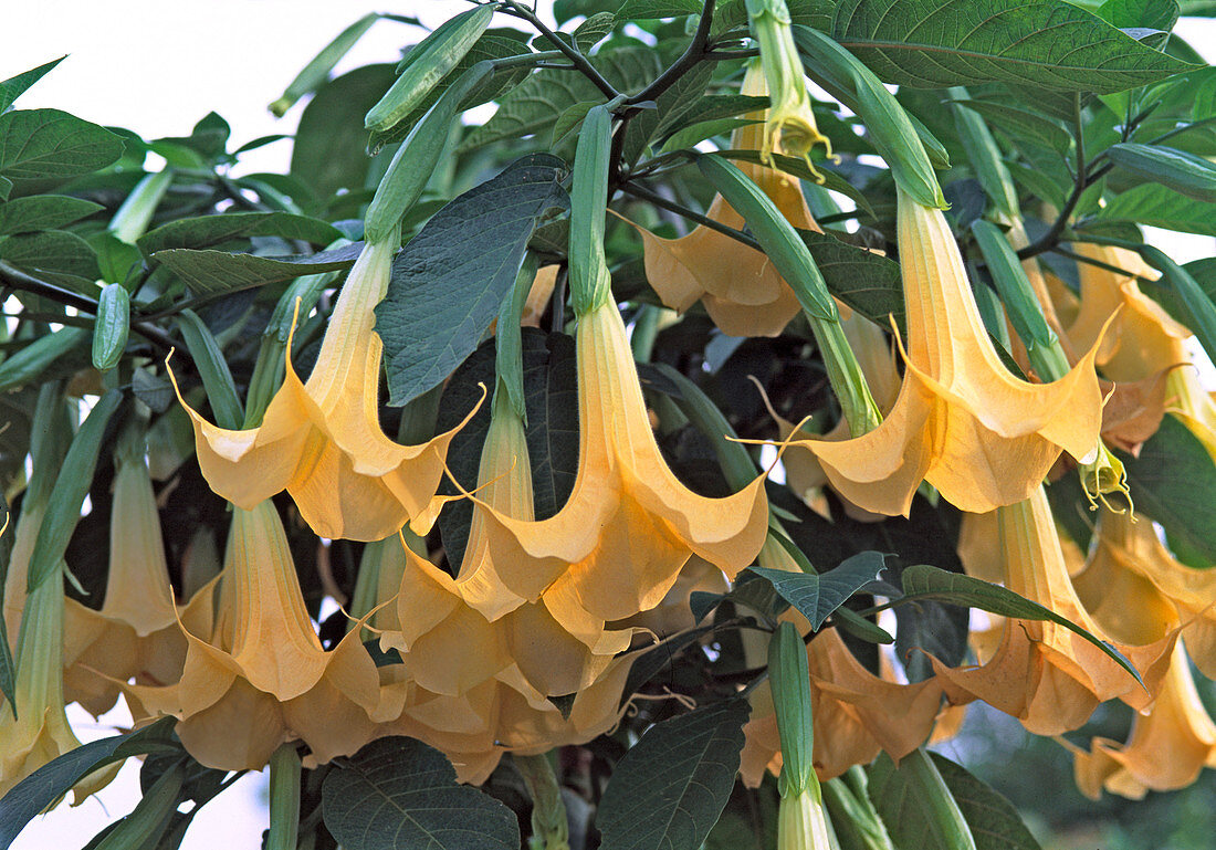 Datura-Hybr. (Brugmannsia) 'Estella'