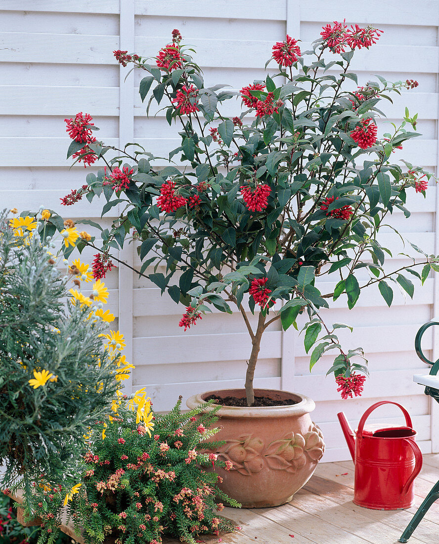 Cestrum elegans