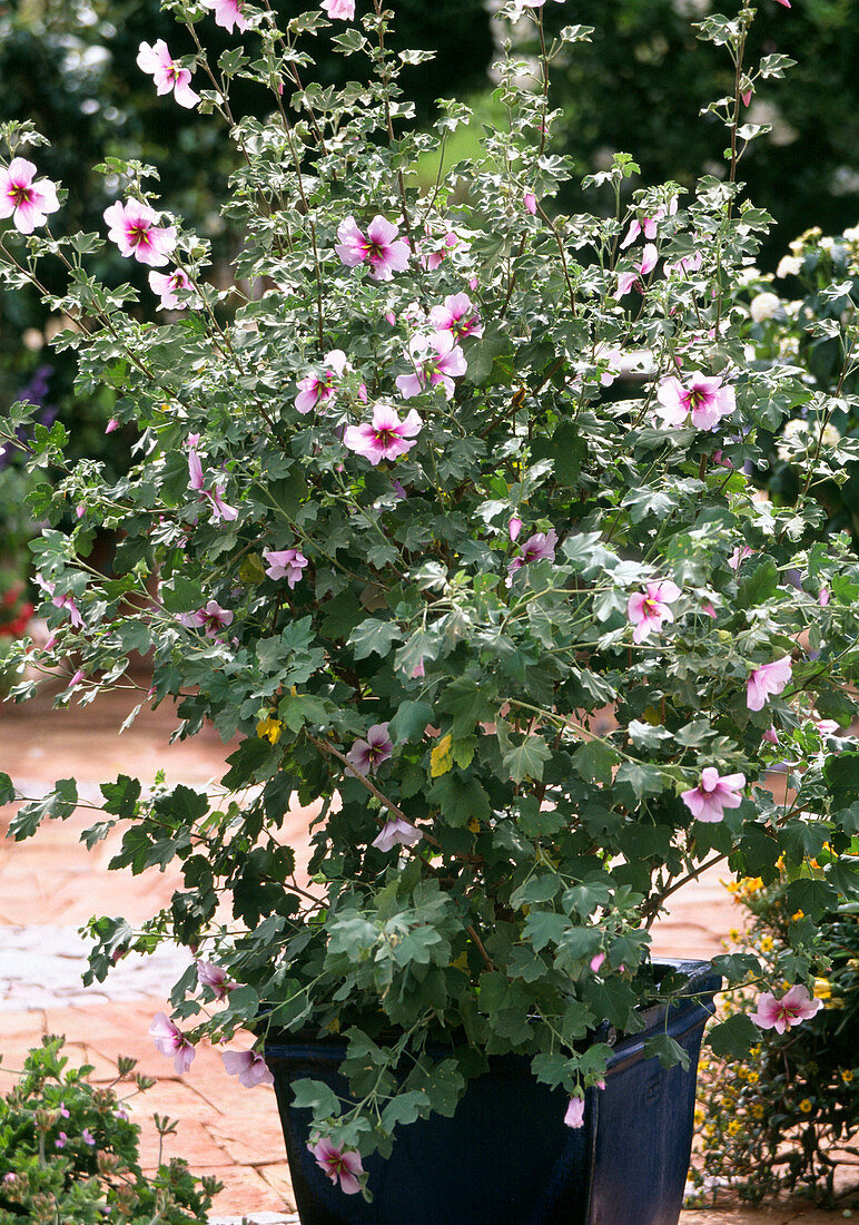 Lavatera olbia-rosea