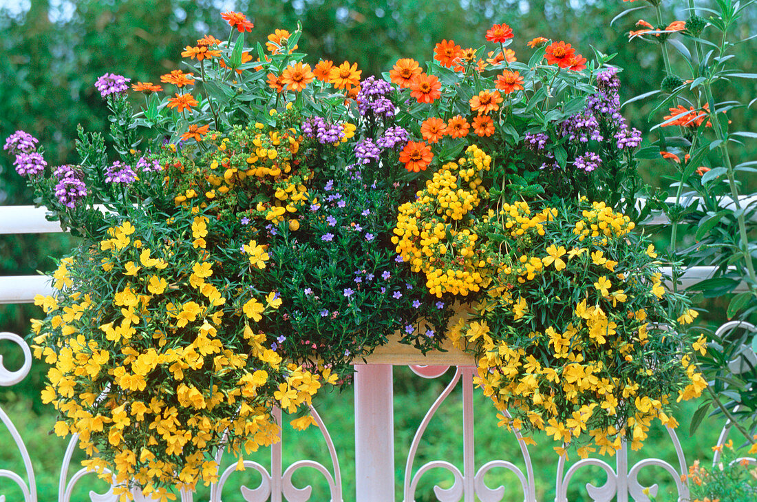 Odenothera 'African Sun' (evening primrose), lobelia