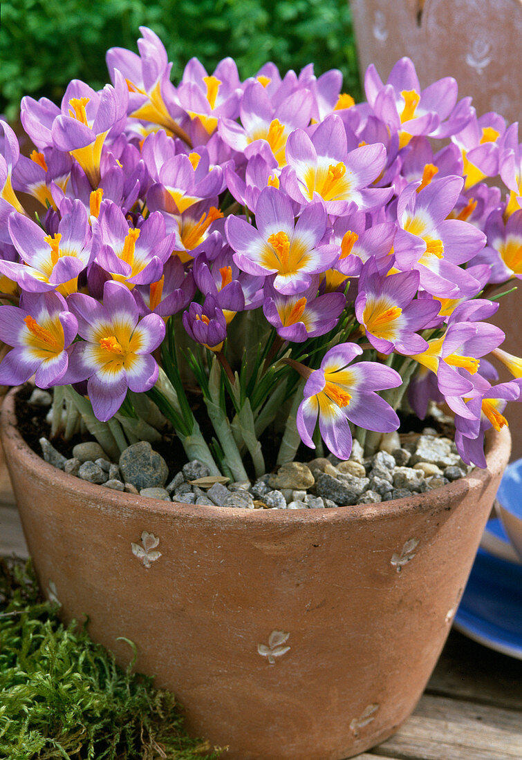 Crocus sieberi ssp sublimis 'Tricolor' (Crocus)