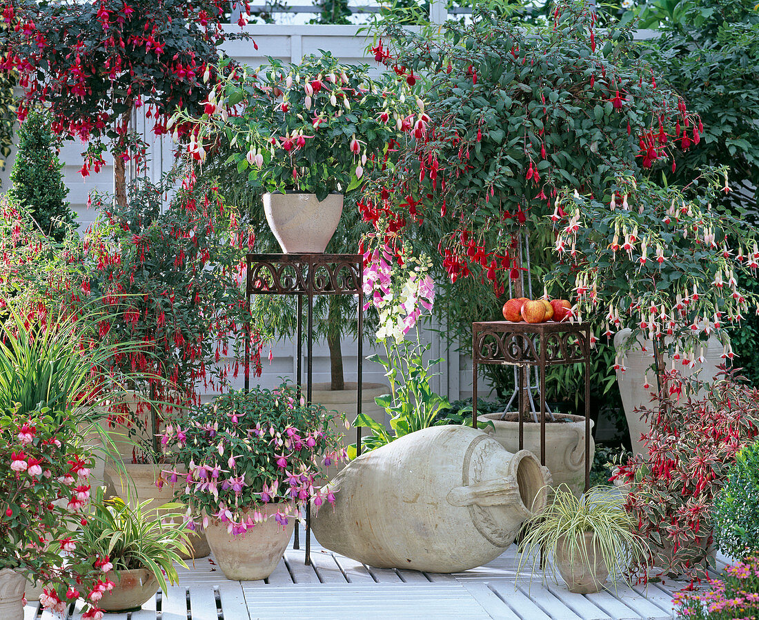 Fuchsien - Terrasse