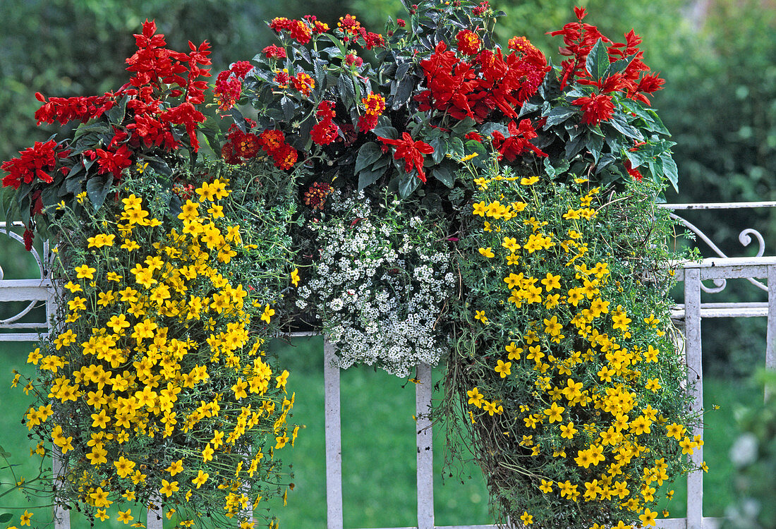 Salvia splendens (sage), Bidens ferulifolia