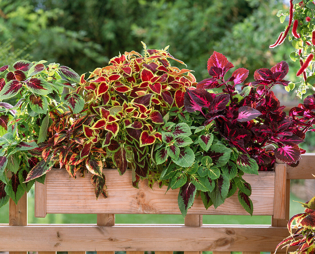 Kasten mit COLEUS - blumei - HYBR. 'Colourdance'