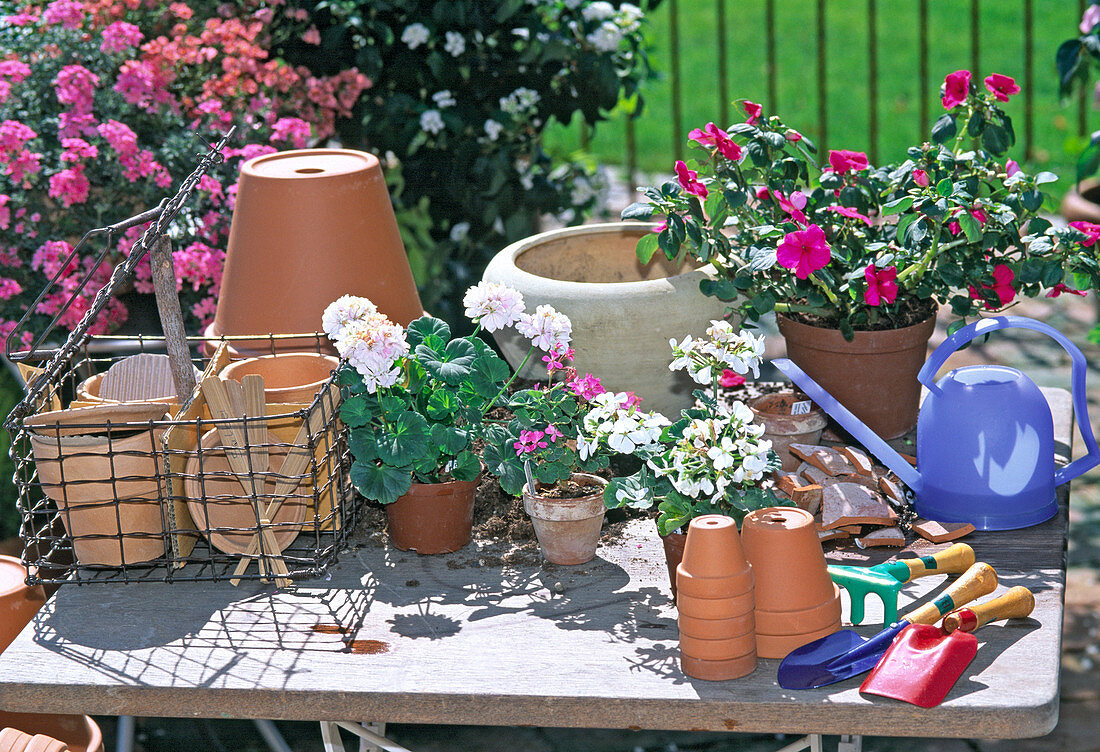 Summer flowers in pots, if pot is too small