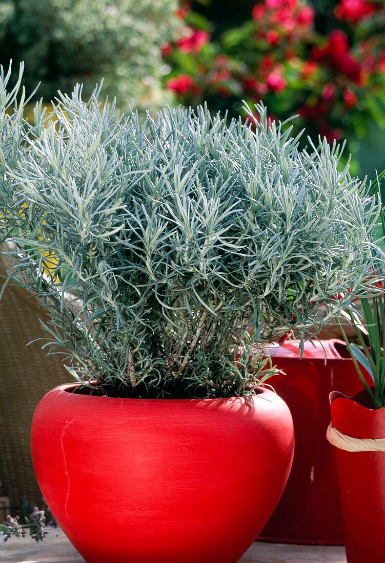 Helichrysum angustifolium