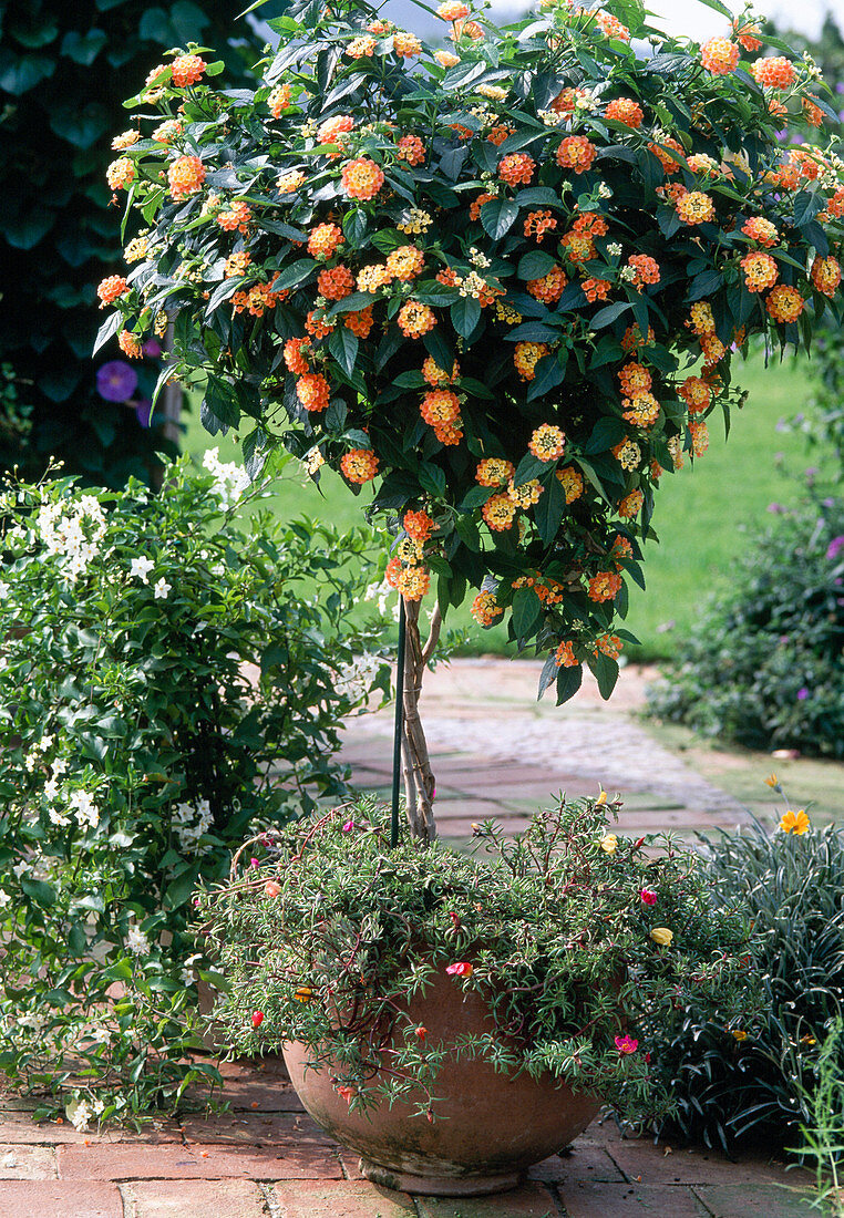 Lantana-camara Hybride