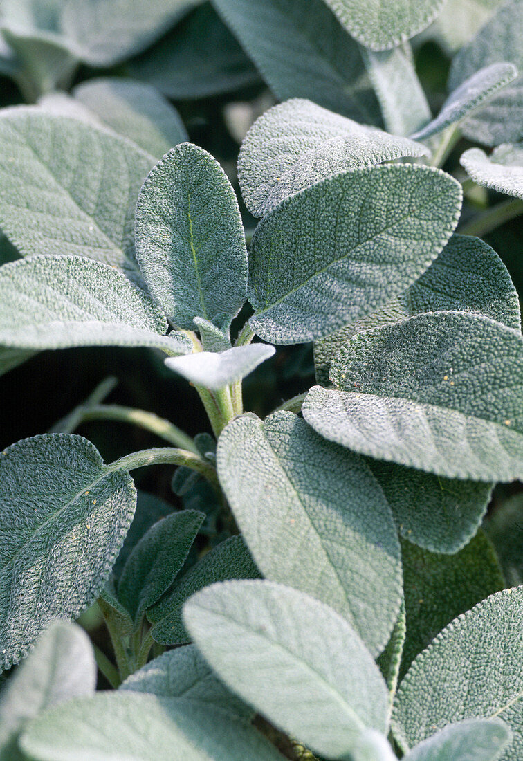 Salvia officinalis 'Berggarten'