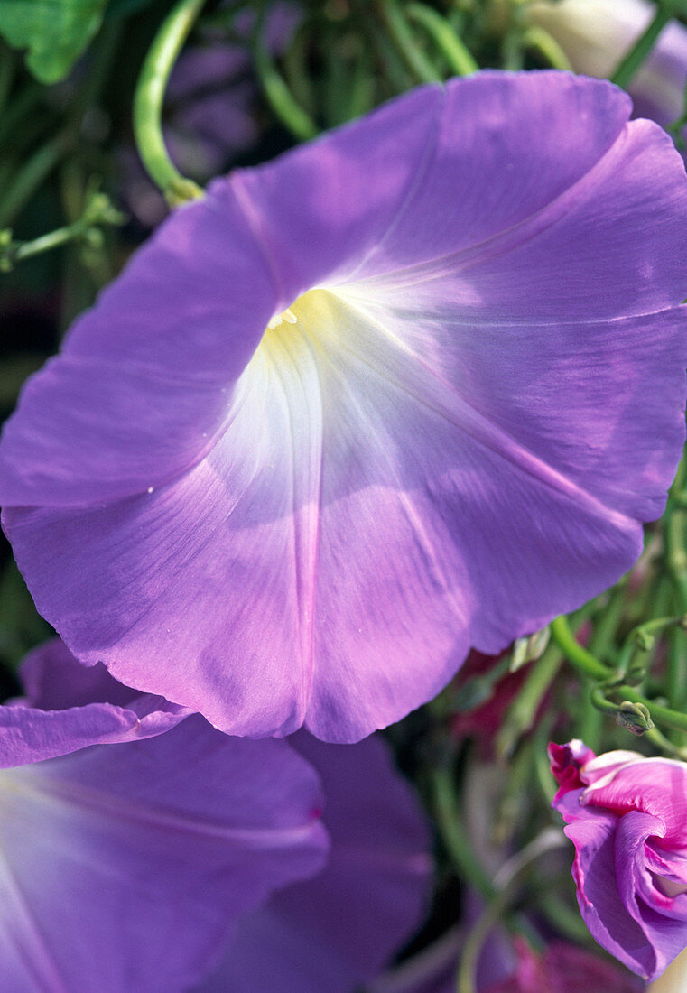 Ipomoea Learii 'Heavenly Blue'