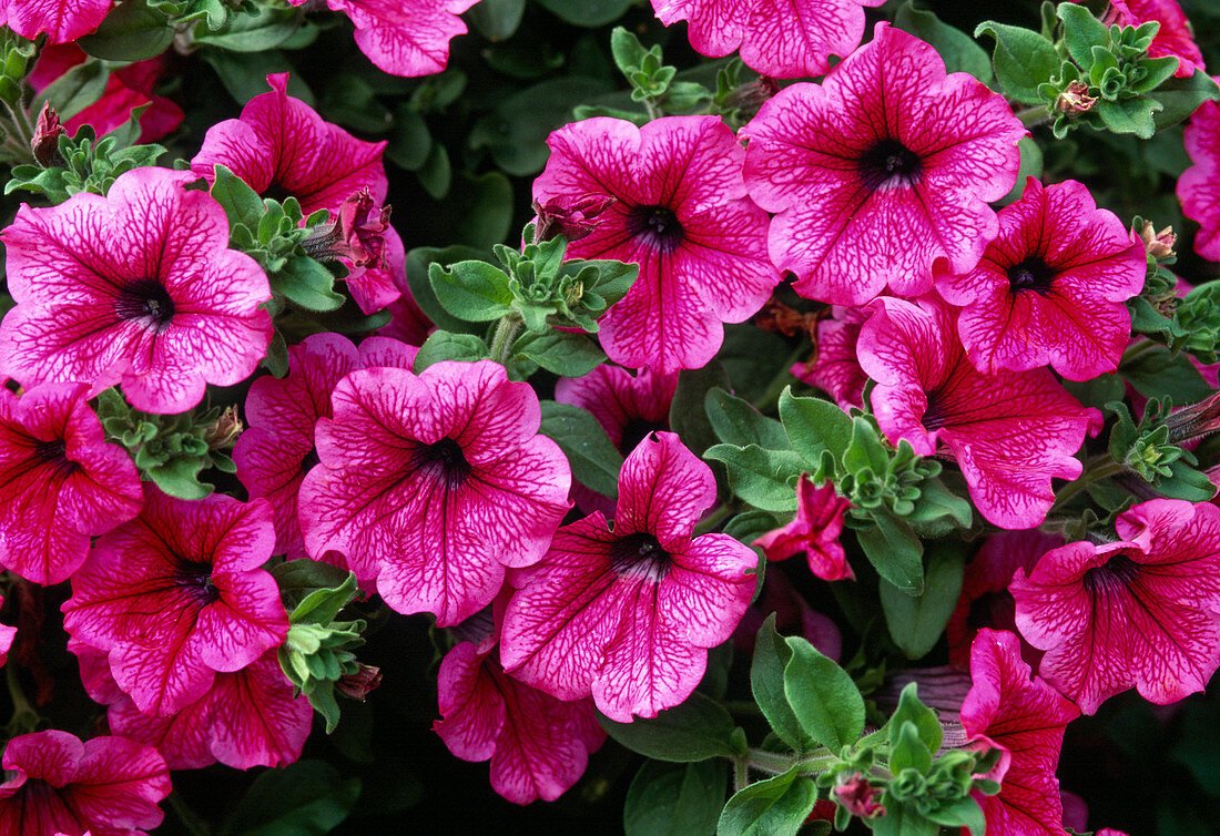 Petunia surfinia 'Hot Pink'