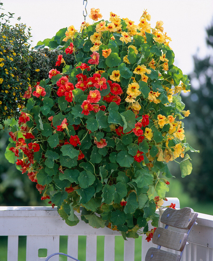 Tropaeolum majus (nasturtium)