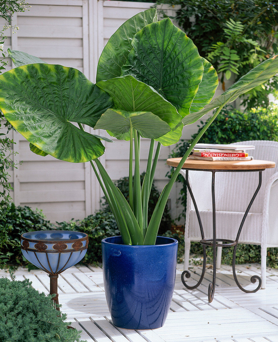 Alocasia macrorrhizos 'Giant'