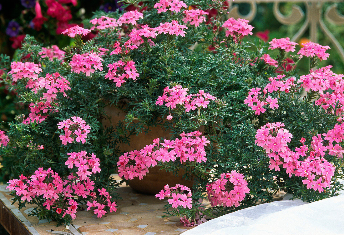 Verbena Tapien 'SALMON'