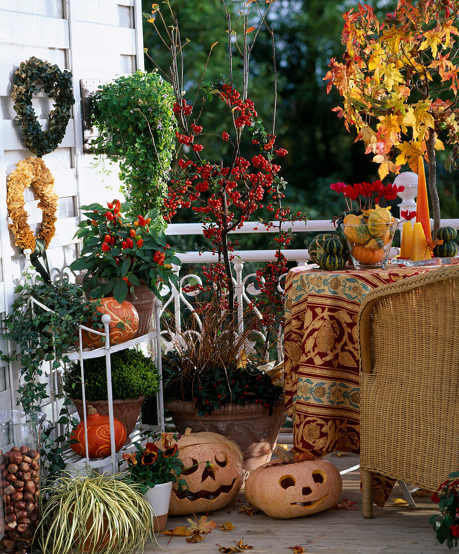 Autumn arrangement: Hedera, Capsicum, Carex, Viola, Cotoneaster, Pyracantha, Liqu