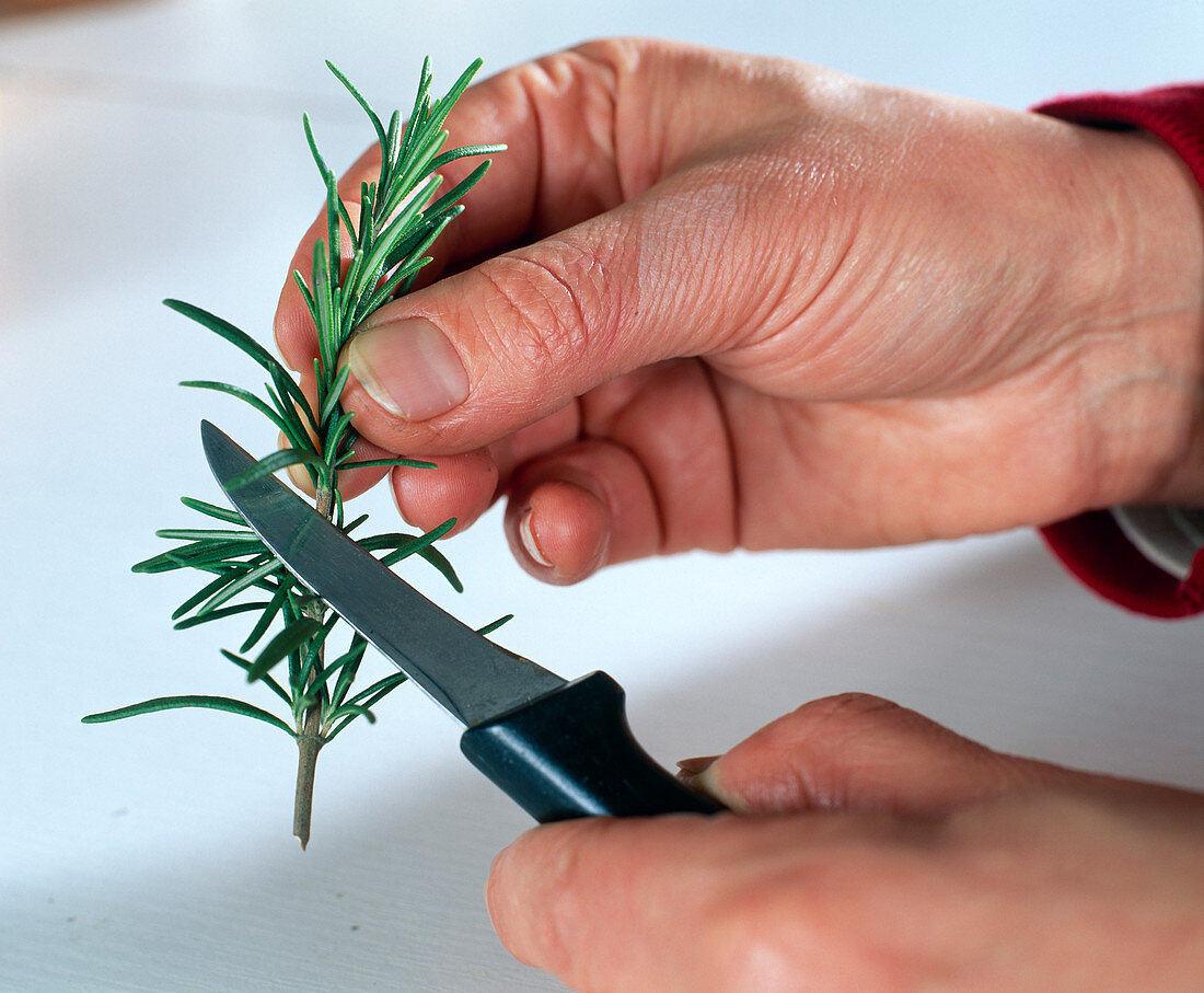 Rosemary cuttings propagation