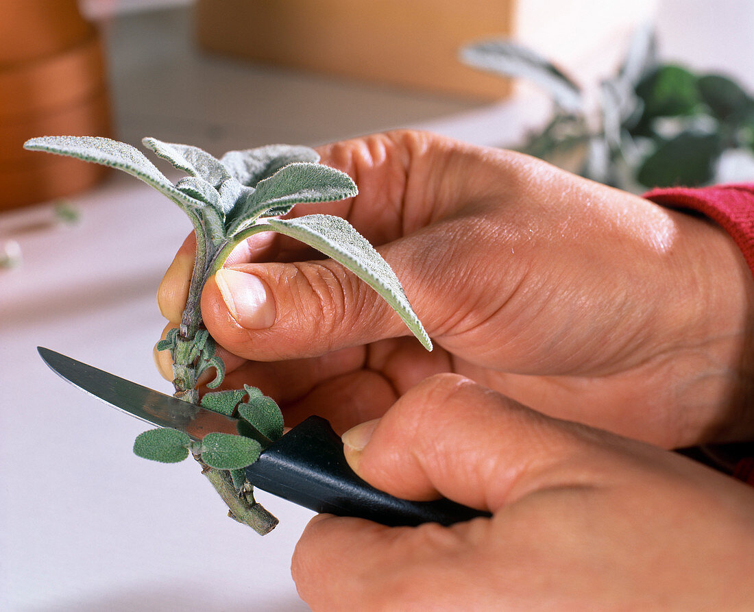 Sage (Salvia) cuttings propagation