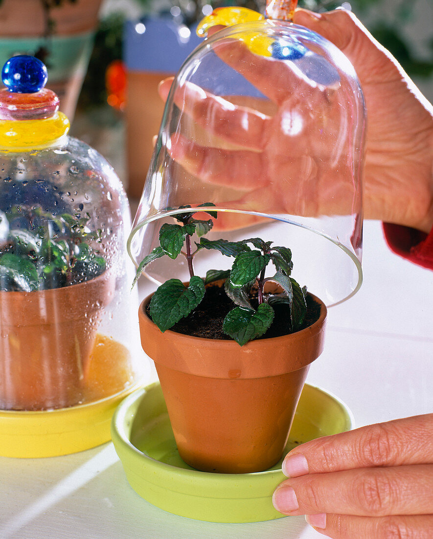 Mentha (peppermint) cuttings propagation