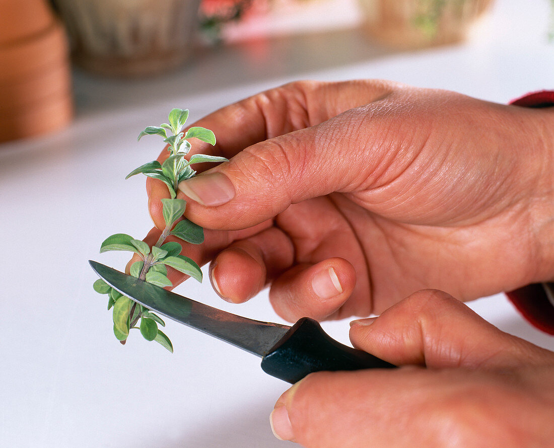 Oregano Stecklingsvermehrung