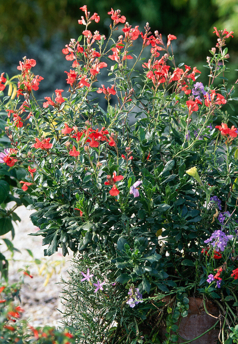 Salvia jamensis 'La Lima'