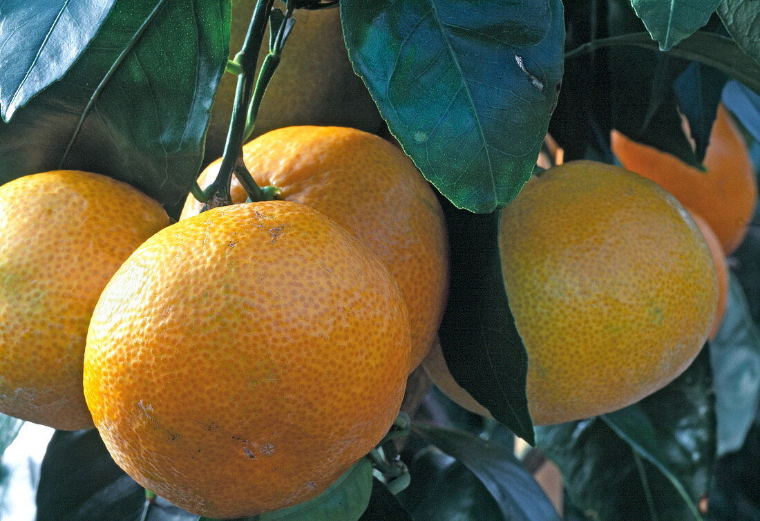 Citrus reticulata 'Satzuma'
