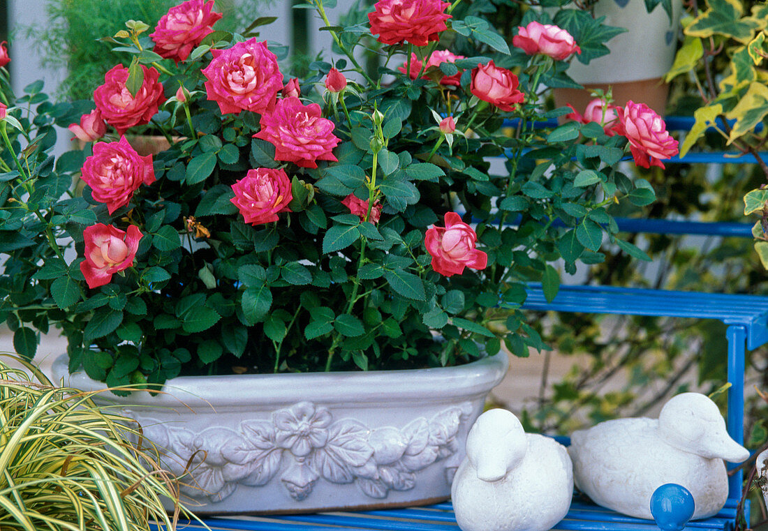 Miniature rose in jardiniere