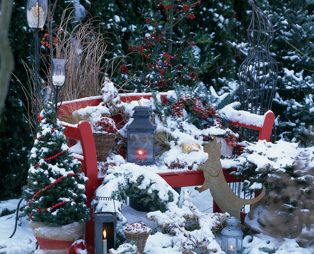 Red garden bench in winter with Picea (sugar loaf spruce)