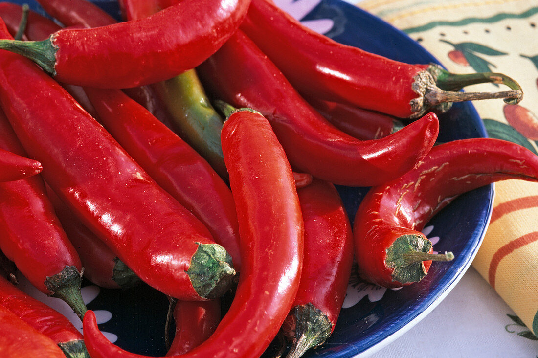 Feuerroter, scharfer Peperonia 'Fire flame'