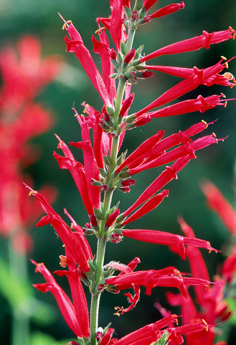 Salvia Coccinea