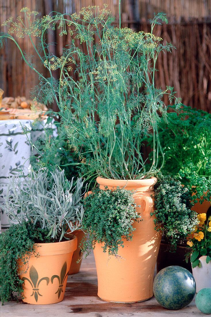 Helichrysum angustifolia / Currykraut