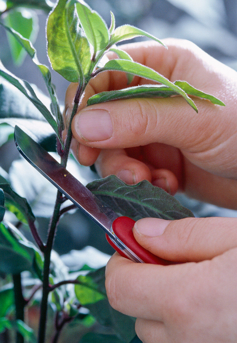 Cestrum elegans - propagation of cuttings