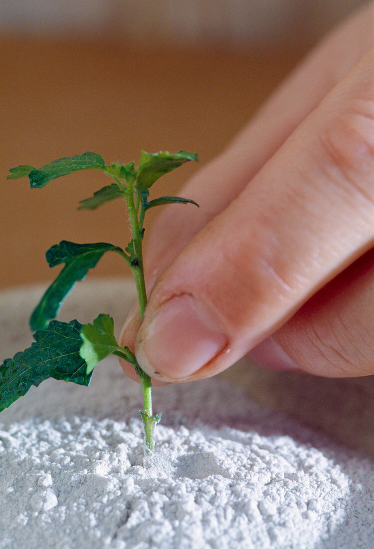 Anisodontea capensis, propagation of cuttings