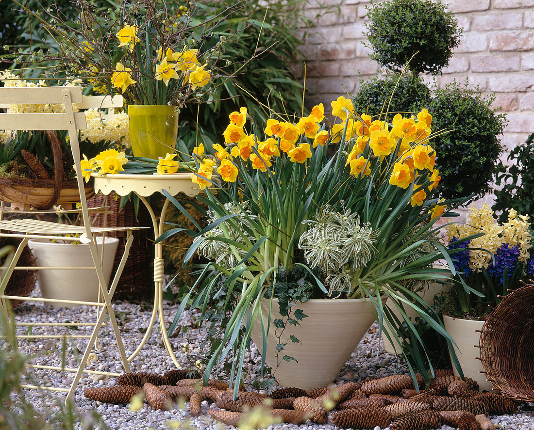 Narcissus 'Ipi Tomli', Hyacinthus 'Gipsy Princes'