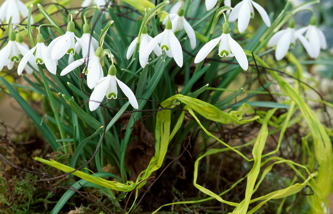 Galanthus nivalis (Snowdrop)