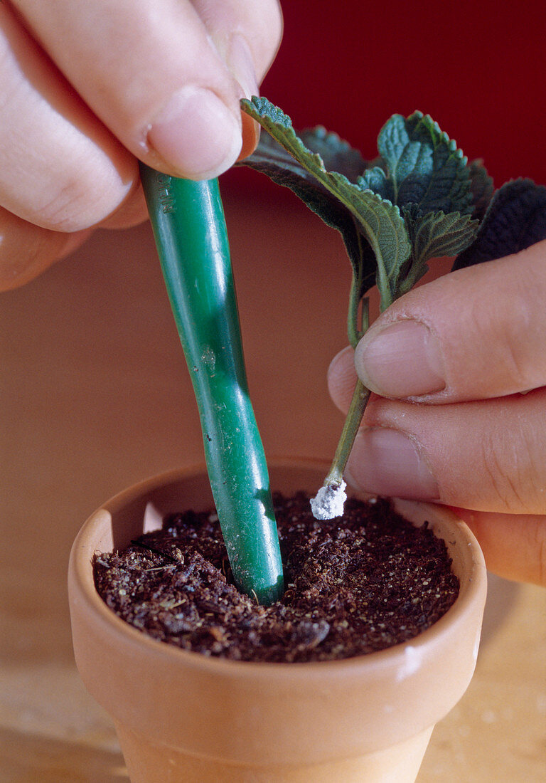 Lantana cuttings propagation