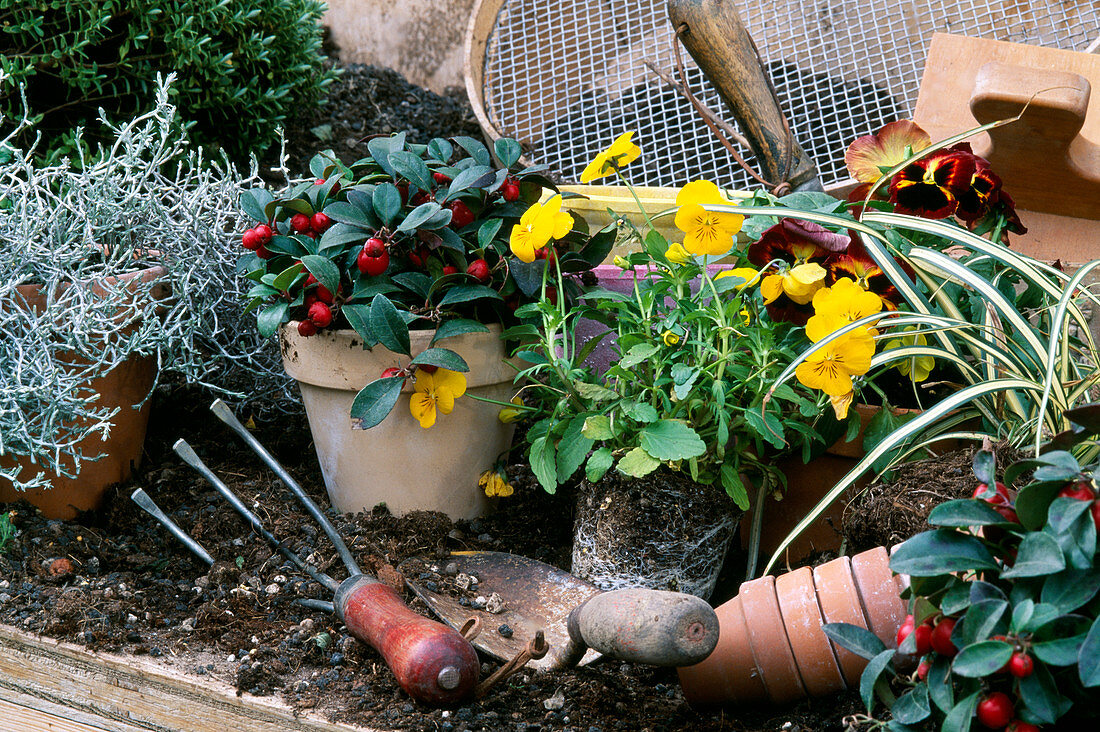 Still life, pot table with viola, earth, appliances