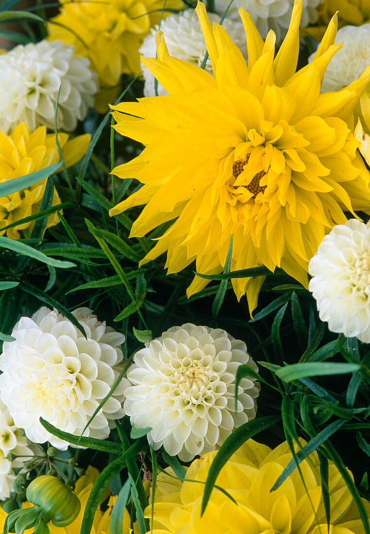 Yellow cactus dahlia and white pompondahlia