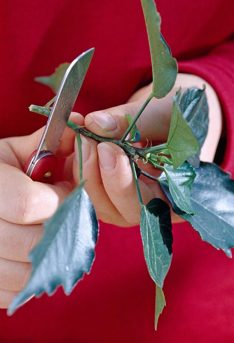 Hibiscus cuttings propagation