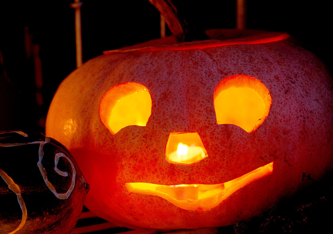 Halloween: ausgehöhlte Kürbisse