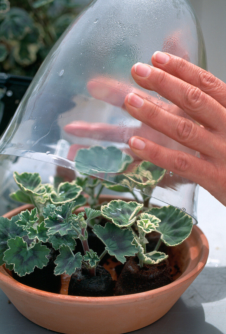 Propagation of leaf geranium cuttings 10. step