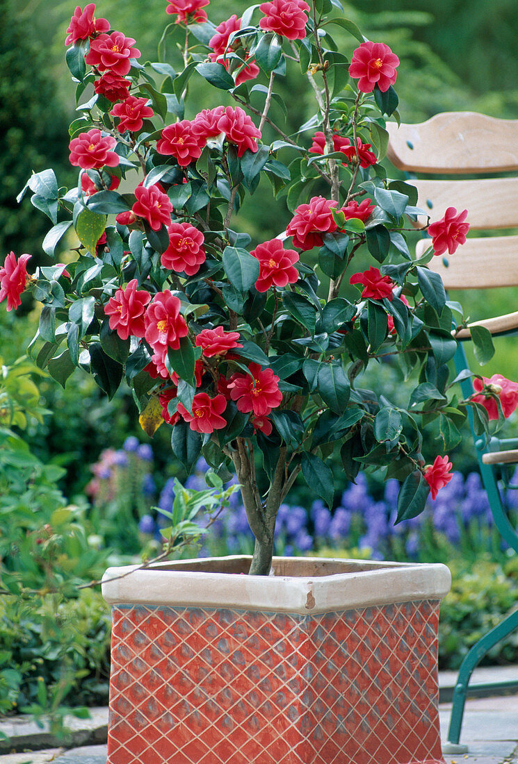 Camellia japonica 'Flame'