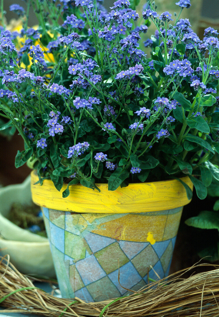 Myosotis sylvatica (forget-me-not)