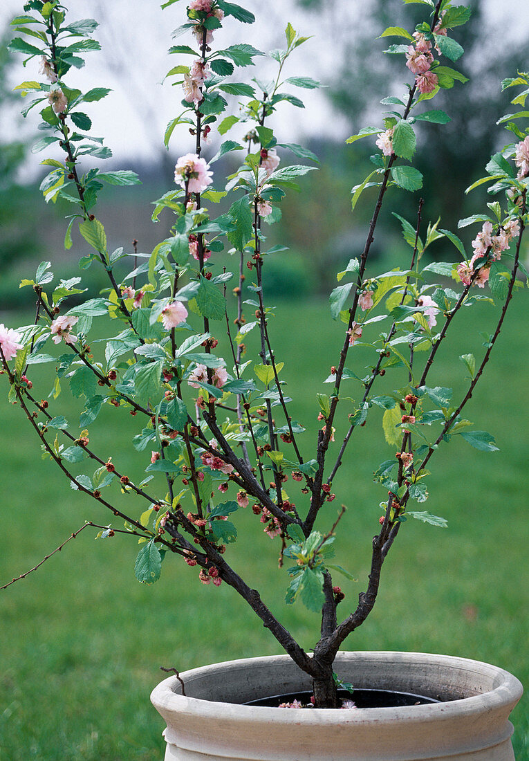 Prunus triloba (Mandelbäumchen)