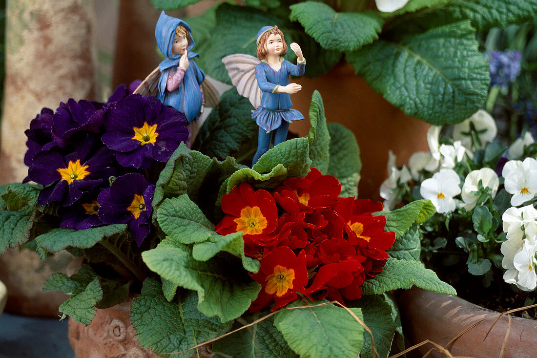 Primula acaulis with flower elves